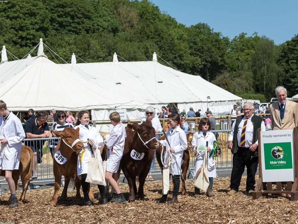 ការប្រកួតជើងឯក: ទិដ្ឋភាពថ្មីនៃការប្រកួត